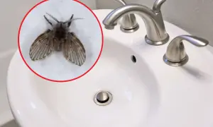 Skąd muszki w łazienkach? Oto przyczyny i skuteczne rozwiązania