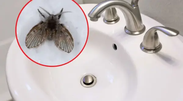 Skąd muszki w łazienkach? Oto przyczyny i skuteczne rozwiązania